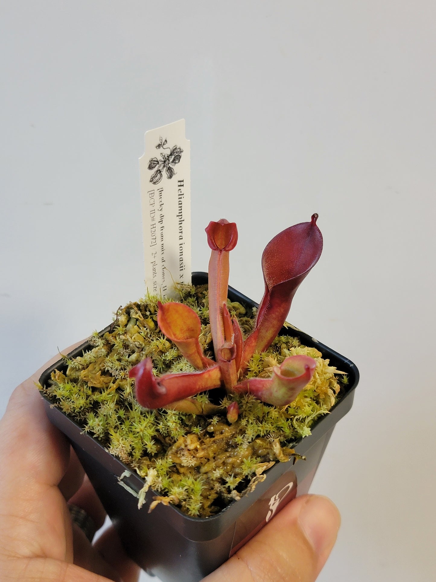 Heliamphora ionasii x pulchella BCP