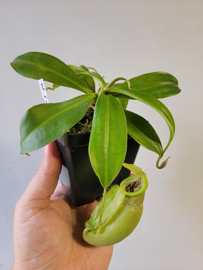 Nepenthes spathulata x ampullaria 'Green' BE
