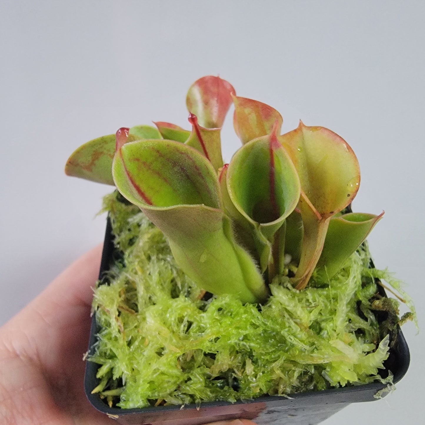 Heliamphora heterodoxa x minor