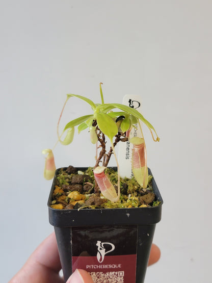 Nepenthes sibuyanensis BCP