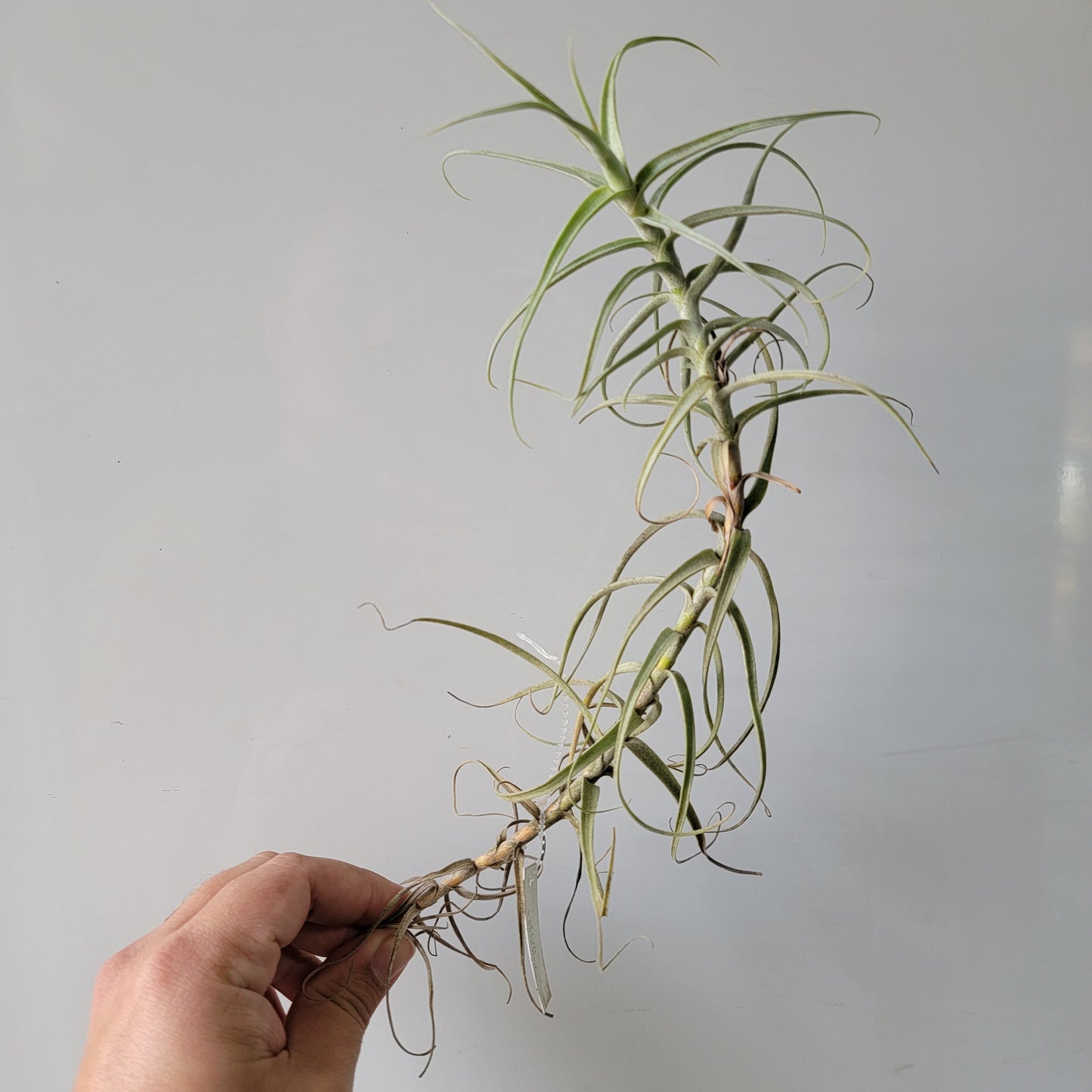 Tillandsia Paleaca X 10"