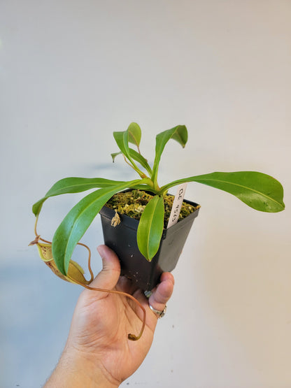 Nepenthes glabrata x veitchii BE
