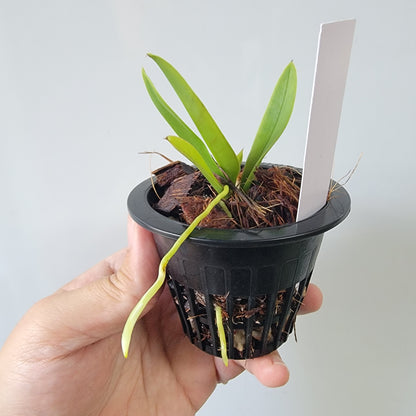 Trichocentrum undulatum Orchid