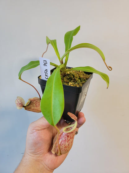 Nepenthes glabrata x veitchii BE