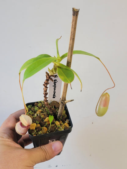 Nepenthes sibuyanensis BCP
