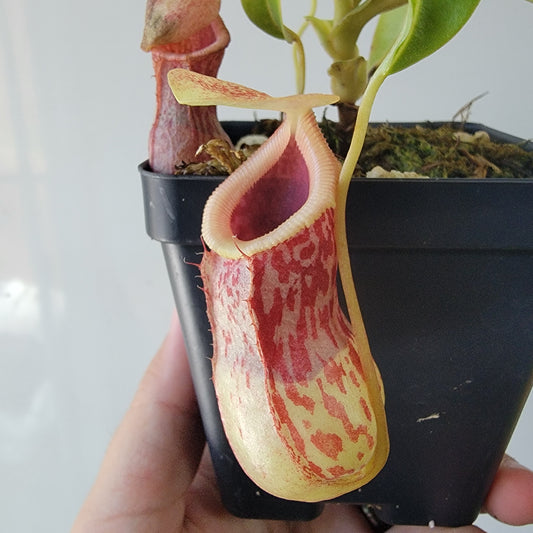 Nepenthes burkei BE *Medium*