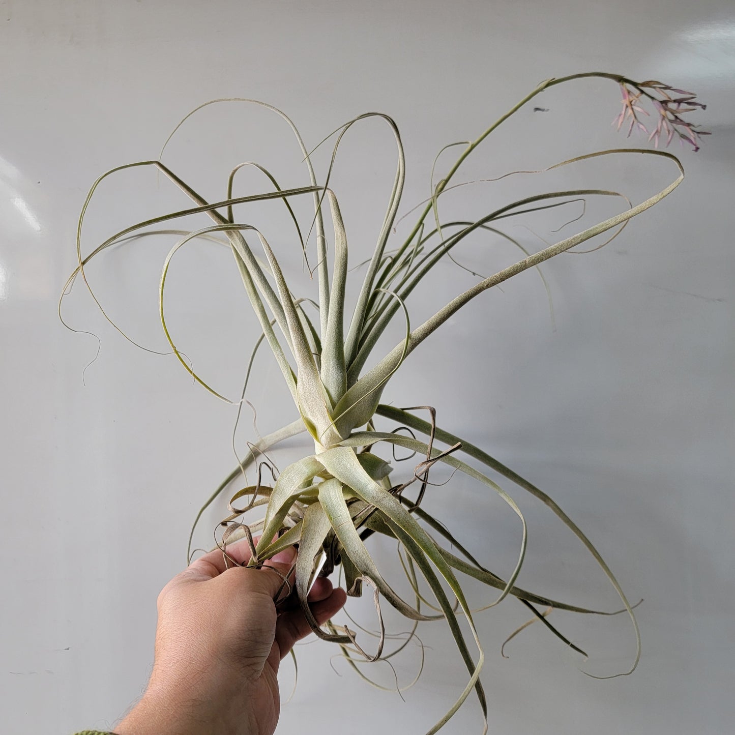 Tillandsia straminea thin 10"