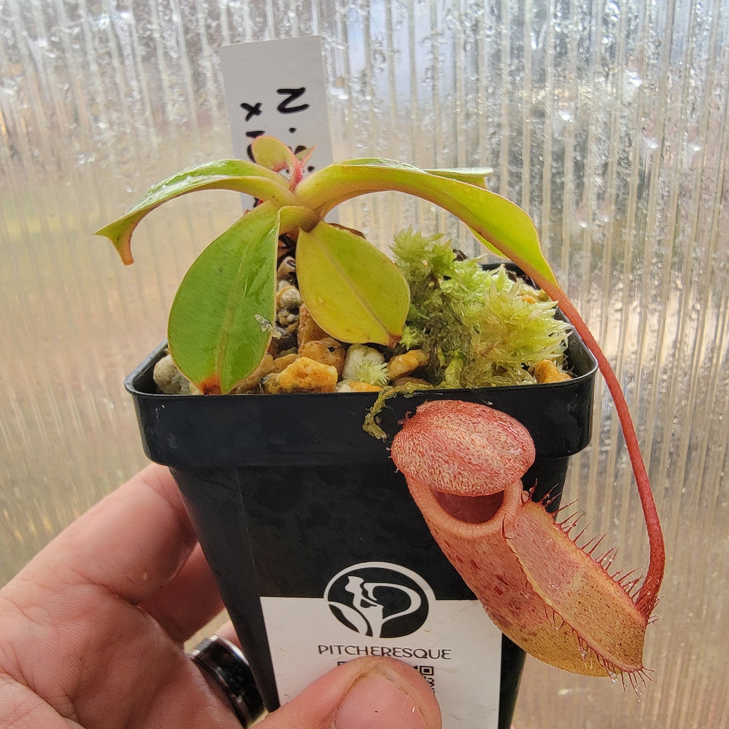 Nepenthes sibuyanensis x robcantleyi BE