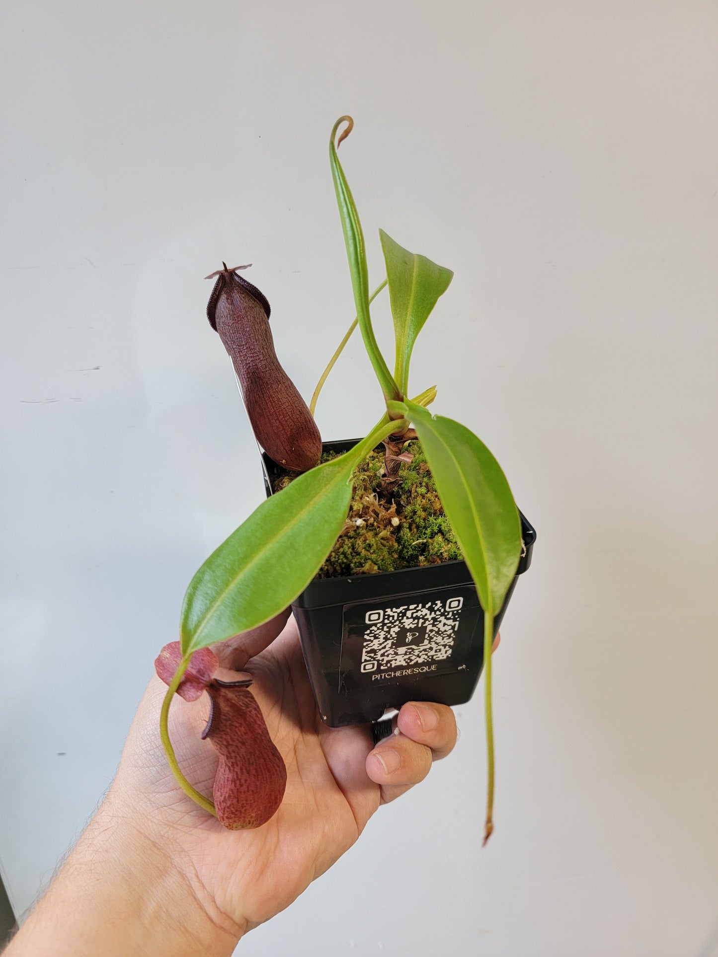 Nepenthes singalana x ventricosa x robcantleyi BE