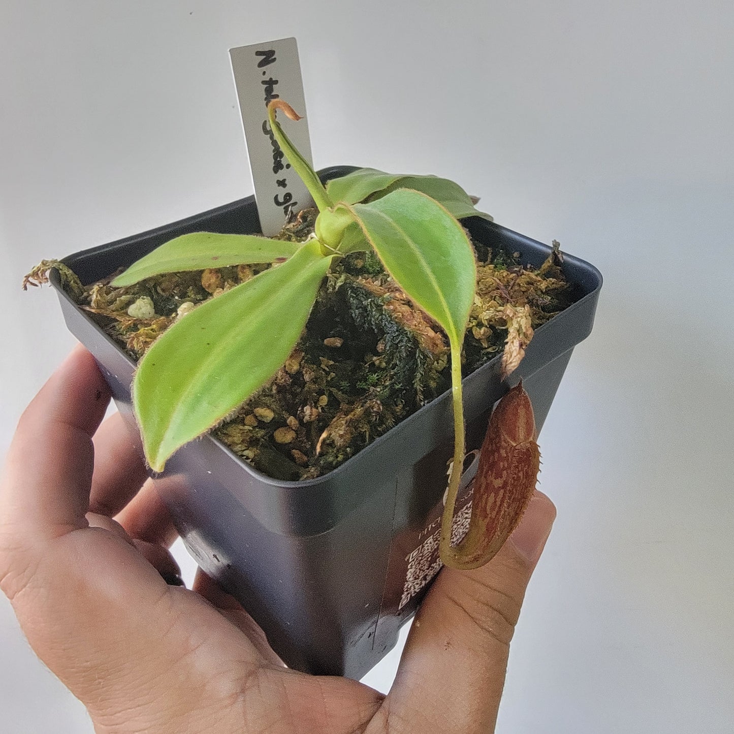 Nepenthes talangensis x glandulifera BE