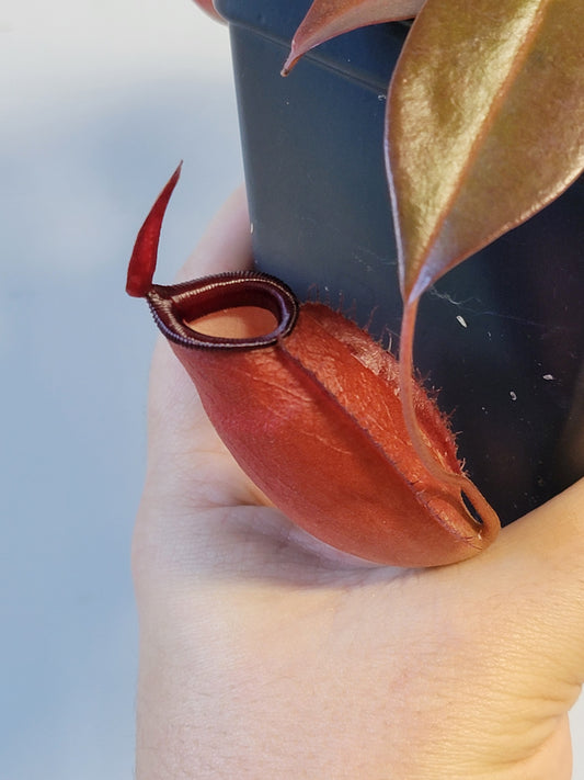 Nepenthes ampullaria x sibuyanensis BE