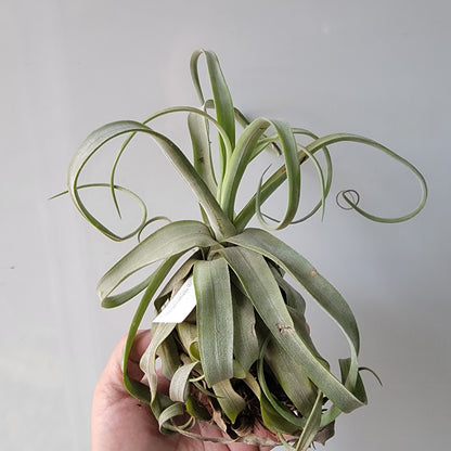 Tillandsia Streptophylla 6"