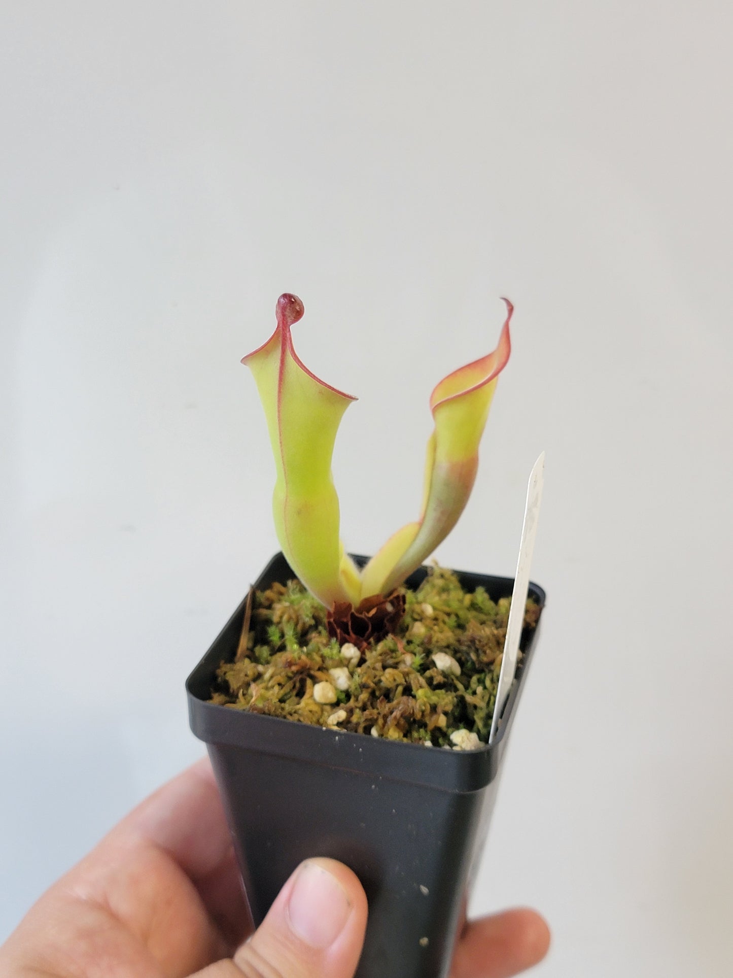 Heliamphora nutans x parva BCP