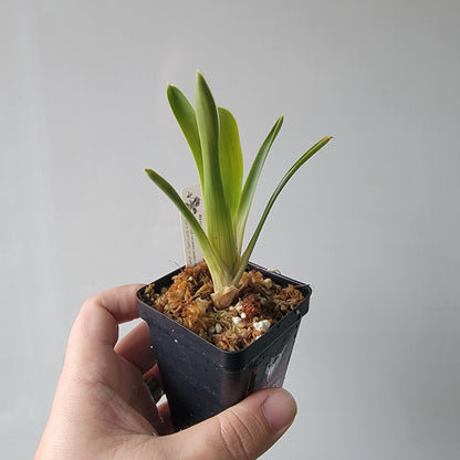 Brocchinia hechtioides BCP