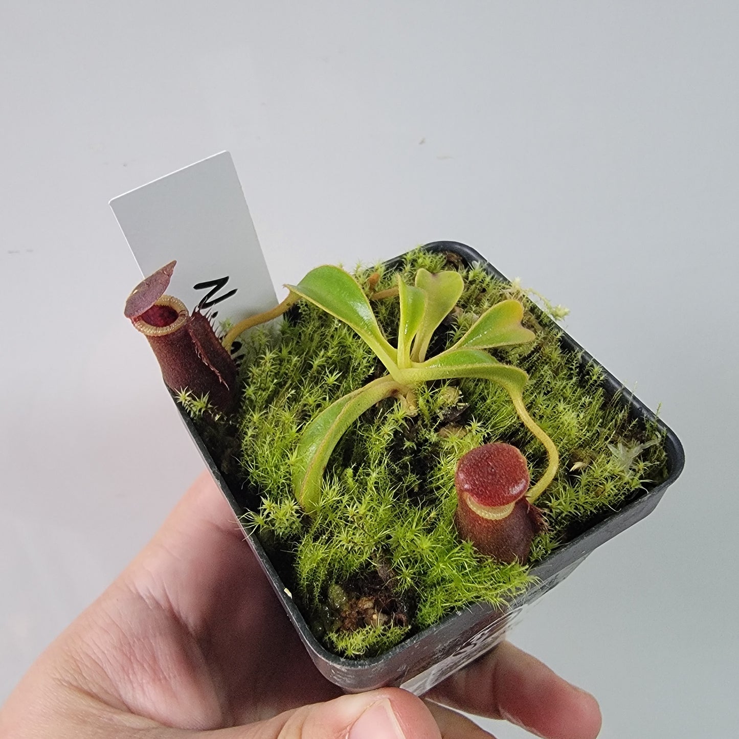 Nepenthes lowii BE *New Clone*