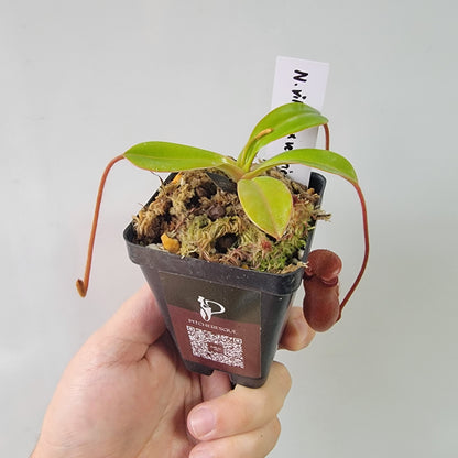 Nepenthes villosa x ventricosa BE