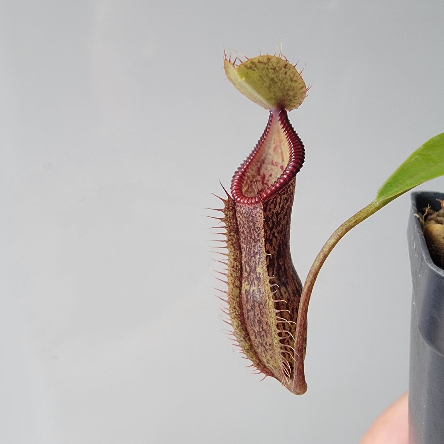 Nepenthes singalana x hamata BE
