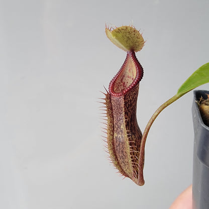 Nepenthes singalana x hamata BE
