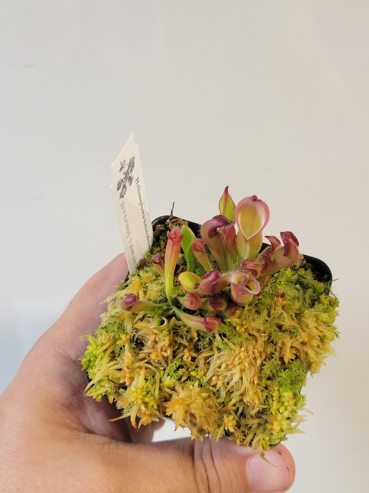 Heliamphora chimantensis BCP