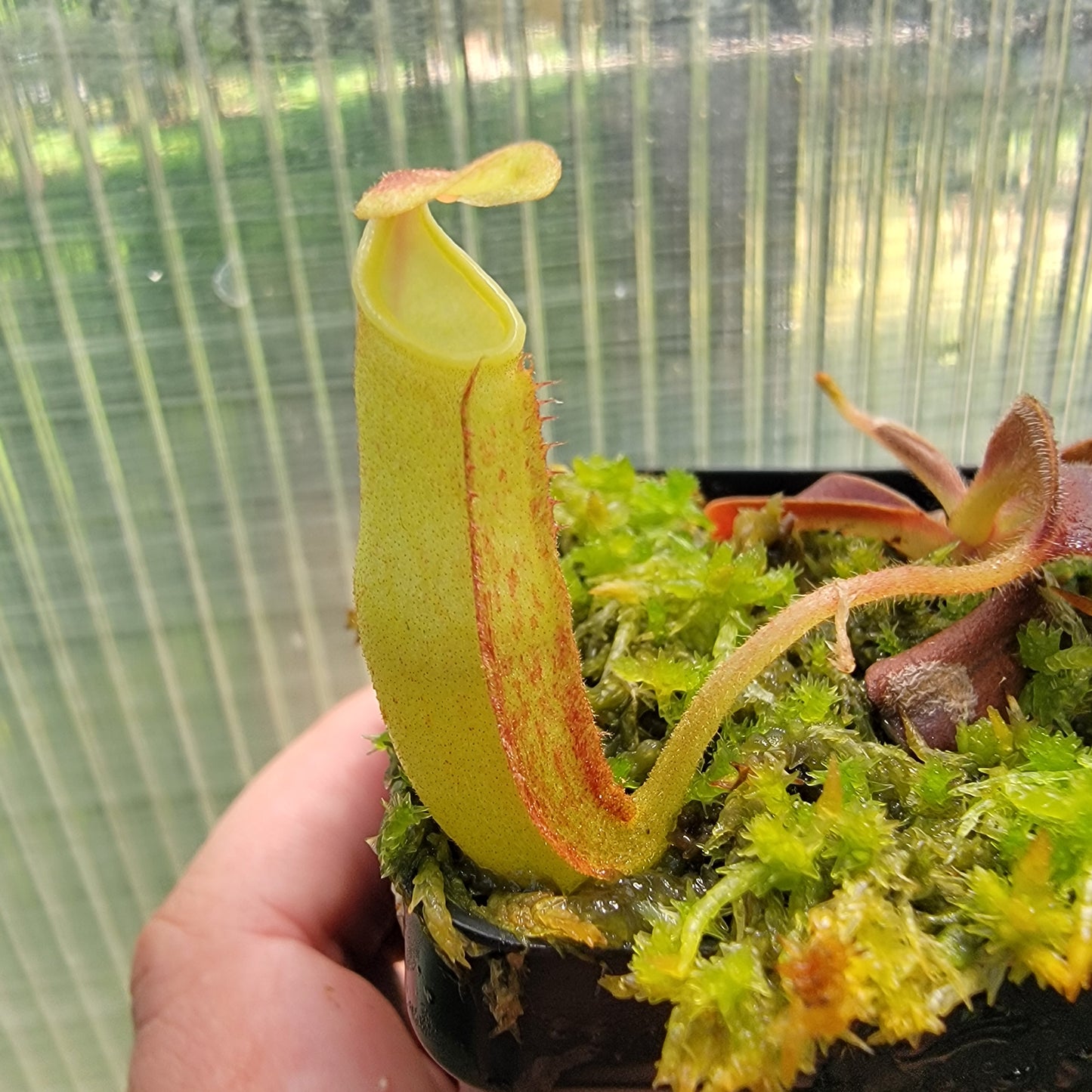 Nepenthes maxima purple wavy leaf BE