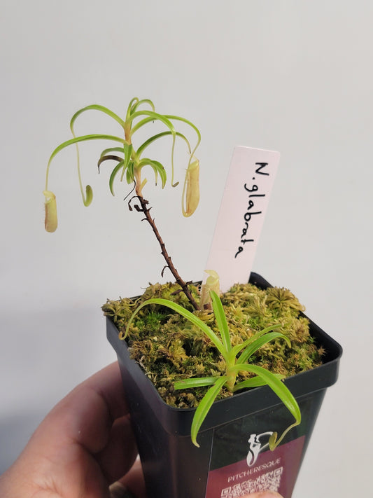 Nepenthes glabrata BCP