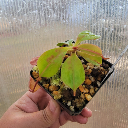 Nepenthes sibuyanensis x robcantleyi BE