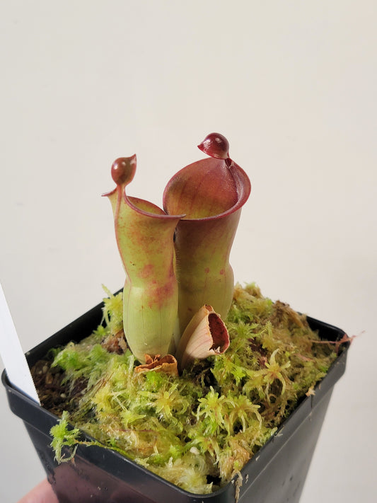 Heliamphora heterodoxa x minor *Medium*