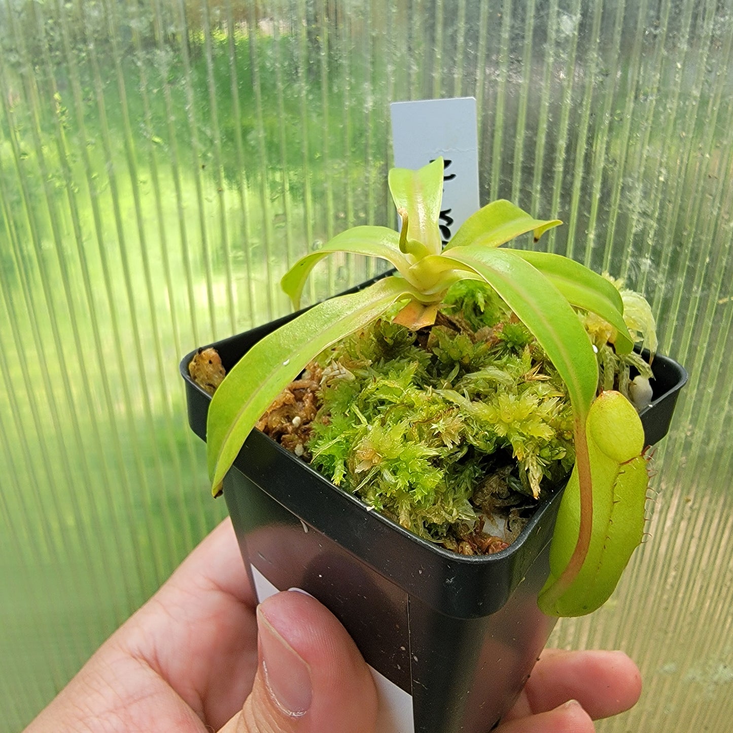 Nepenthes ventricosa BE