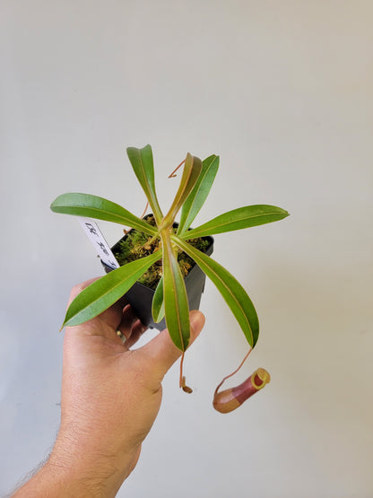 Nepenthes barcelonae BE
