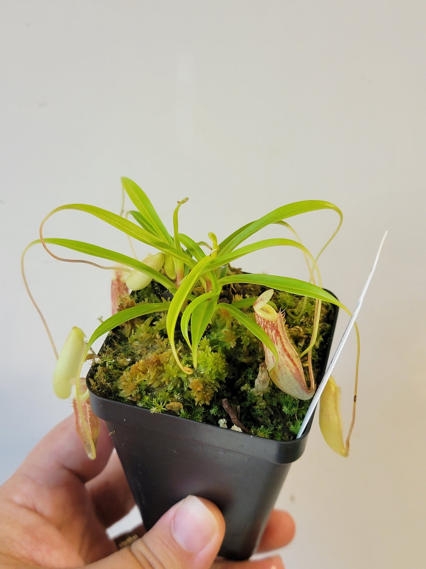 Nepenthes glabrata BCP