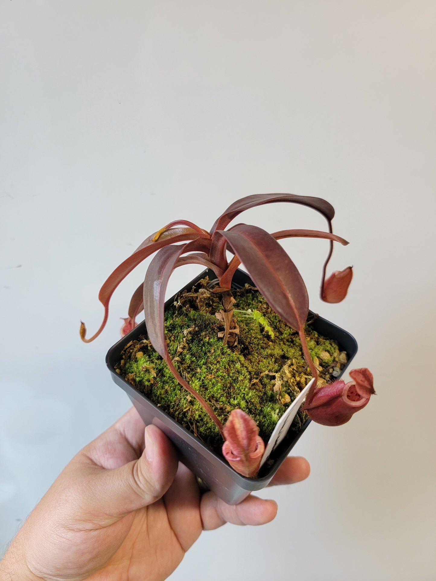 Nepenthes diabolica x burbidgeae BE