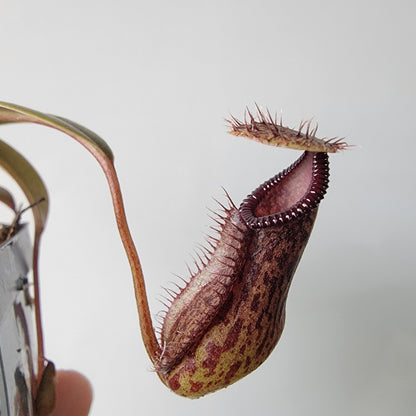Nepenthes burkei x hamata BE