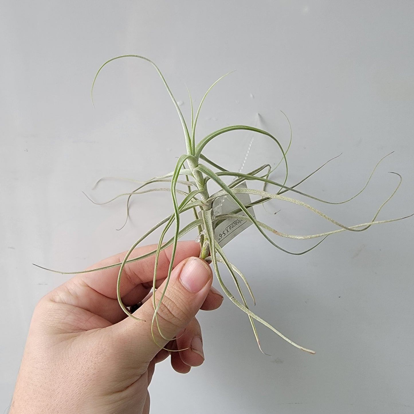 Tillandsia Paleaca X 5"