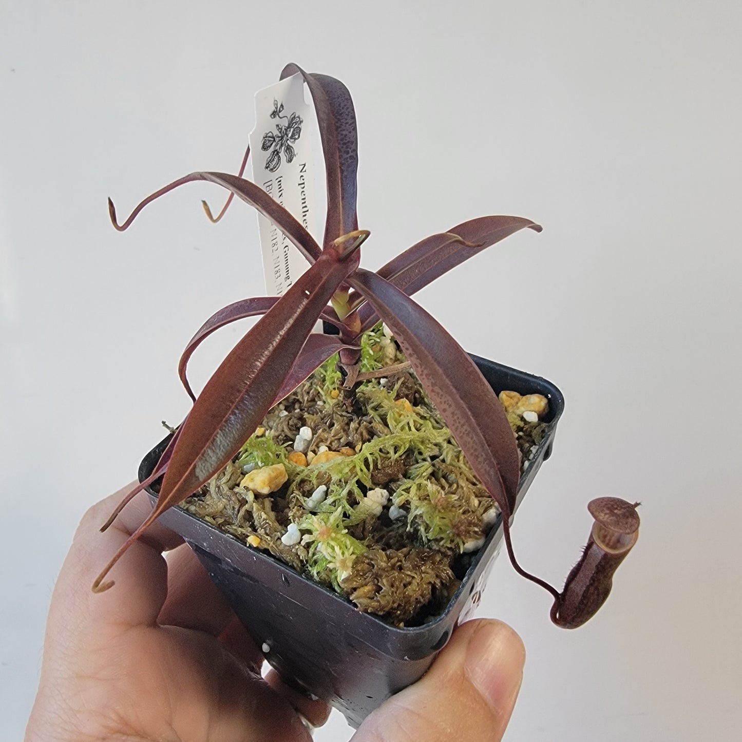 Nepenthes alba BCP
