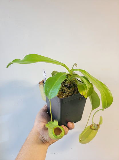 Nepenthes spathulata x ampullaria 'Green' BE