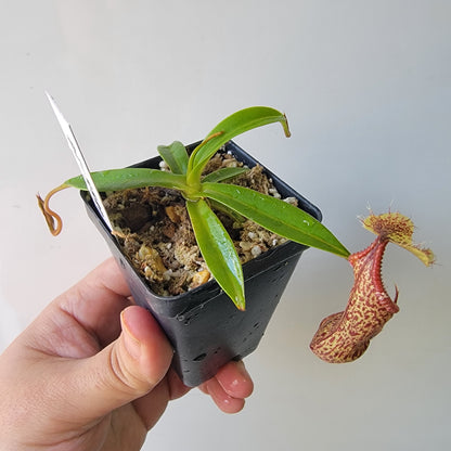 Nepenthes singalana x hamata BE