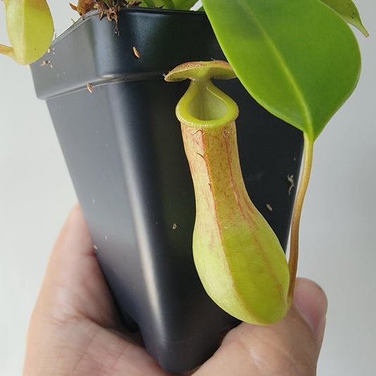 Nepenthes "Ventrata"