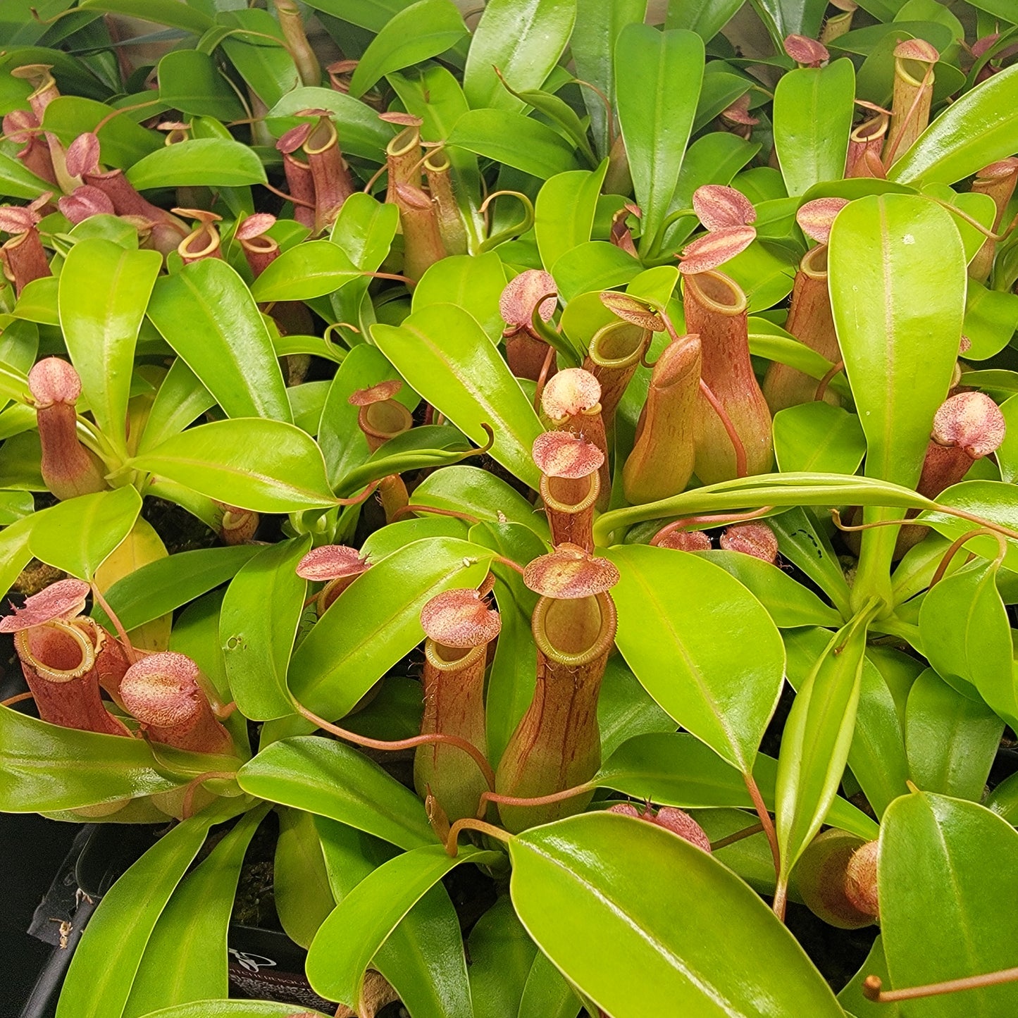 Nepenthes "Ventrata"