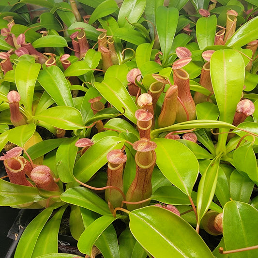 Nepenthes "Ventrata"