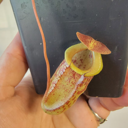 Nepenthes burkei x tenuis BE