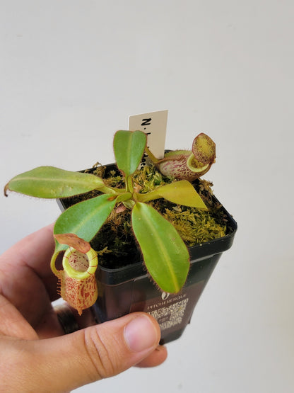 Nepenthes burbidgeae x veitchii BE