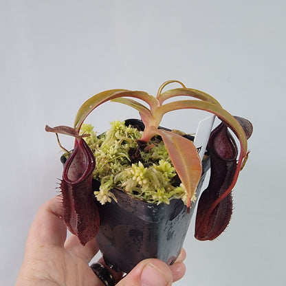 Nepenthes ramispina x singalana BE