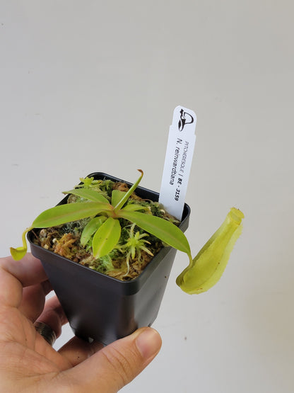 Nepenthes reinwardtiana BE