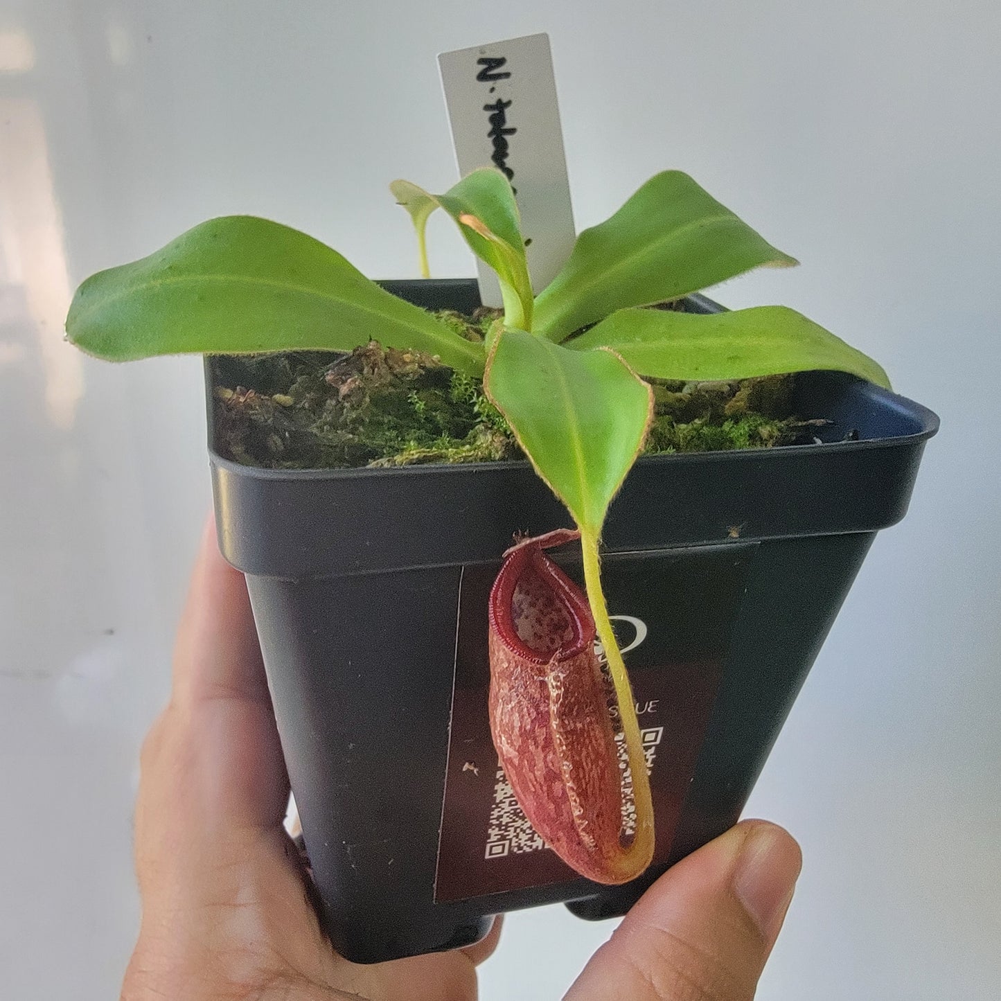 Nepenthes talangensis x glandulifera BE