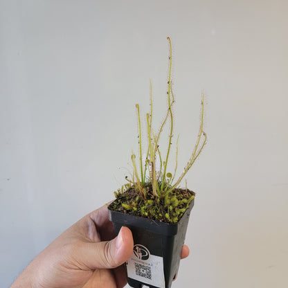Drosera filiformis