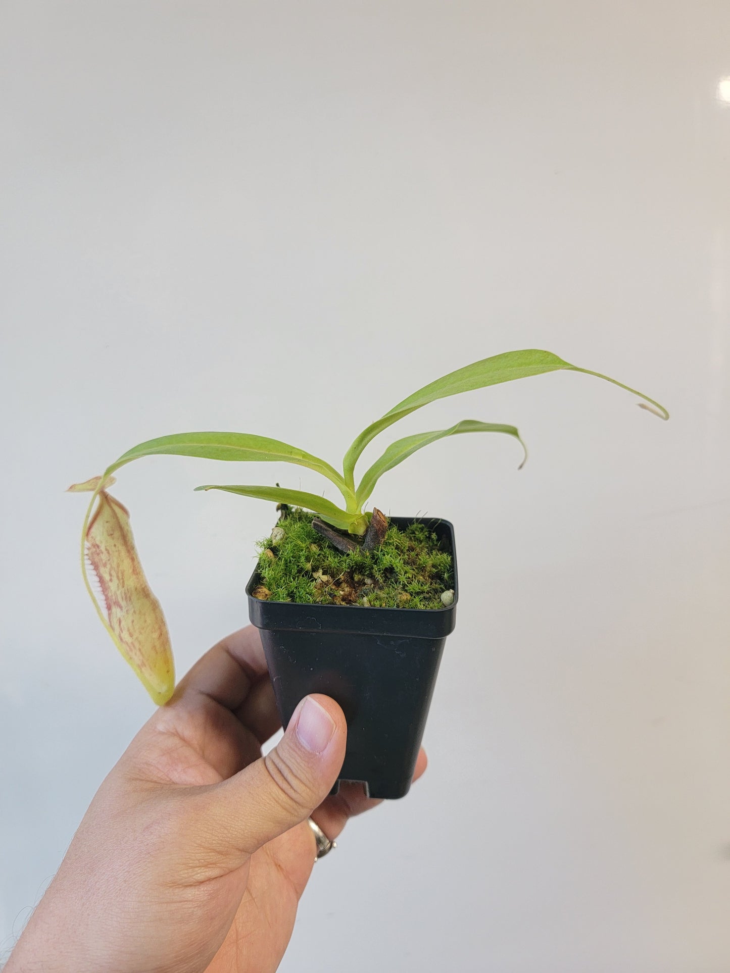 Nepenthes thorelii x maxima (x Rokko) MBRS clone