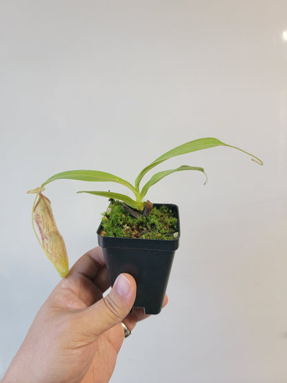 Nepenthes thorelii x maxima (x Rokko) MBRS clone
