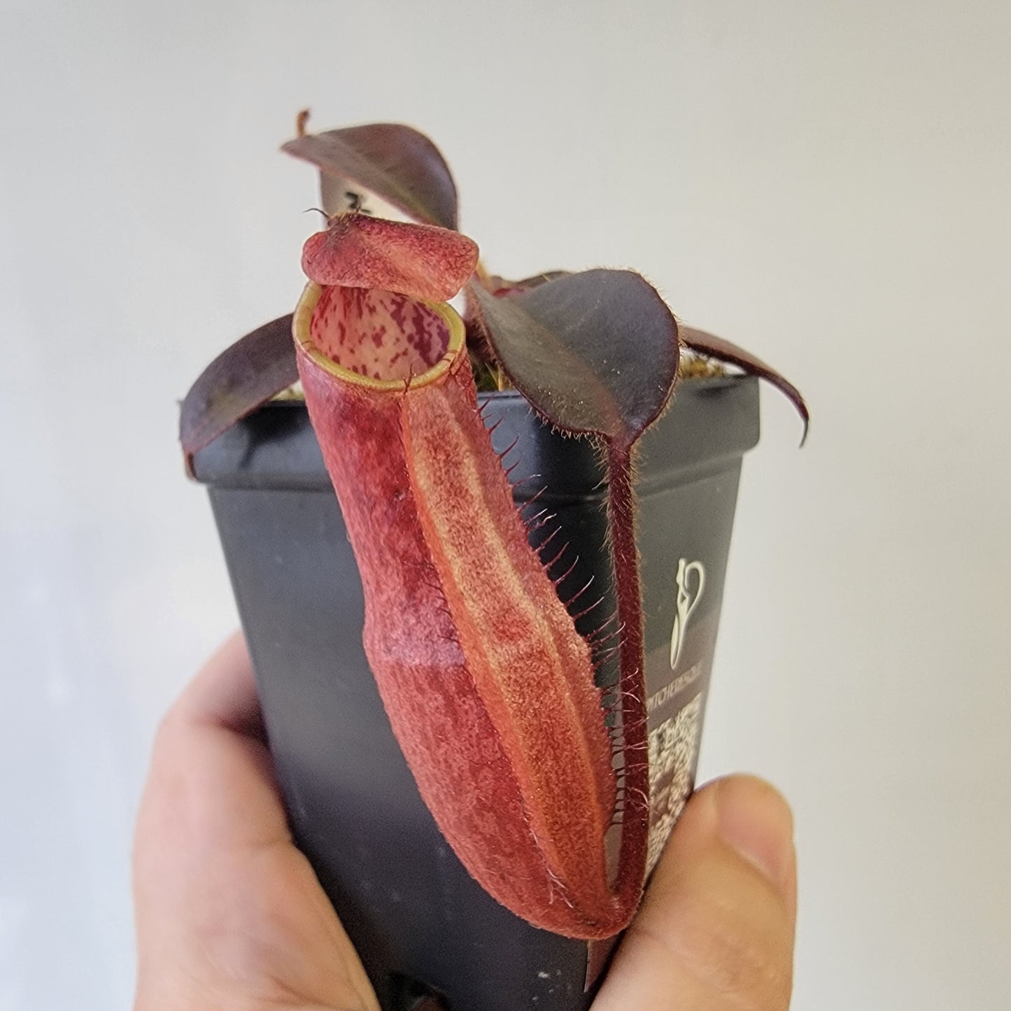Nepenthes peltata BE *Select Clone*
