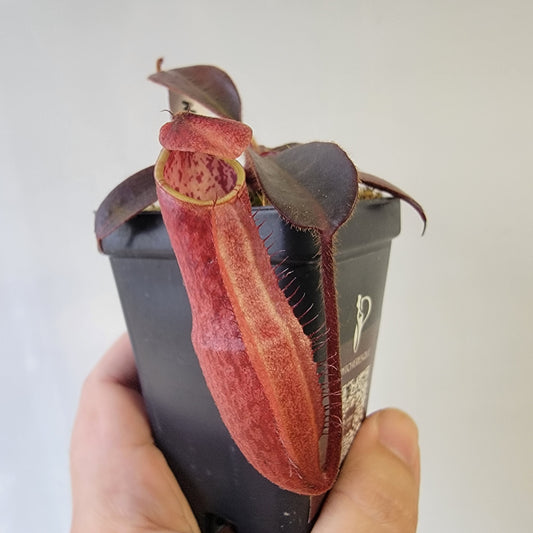 Nepenthes peltata BE *Select Clone*