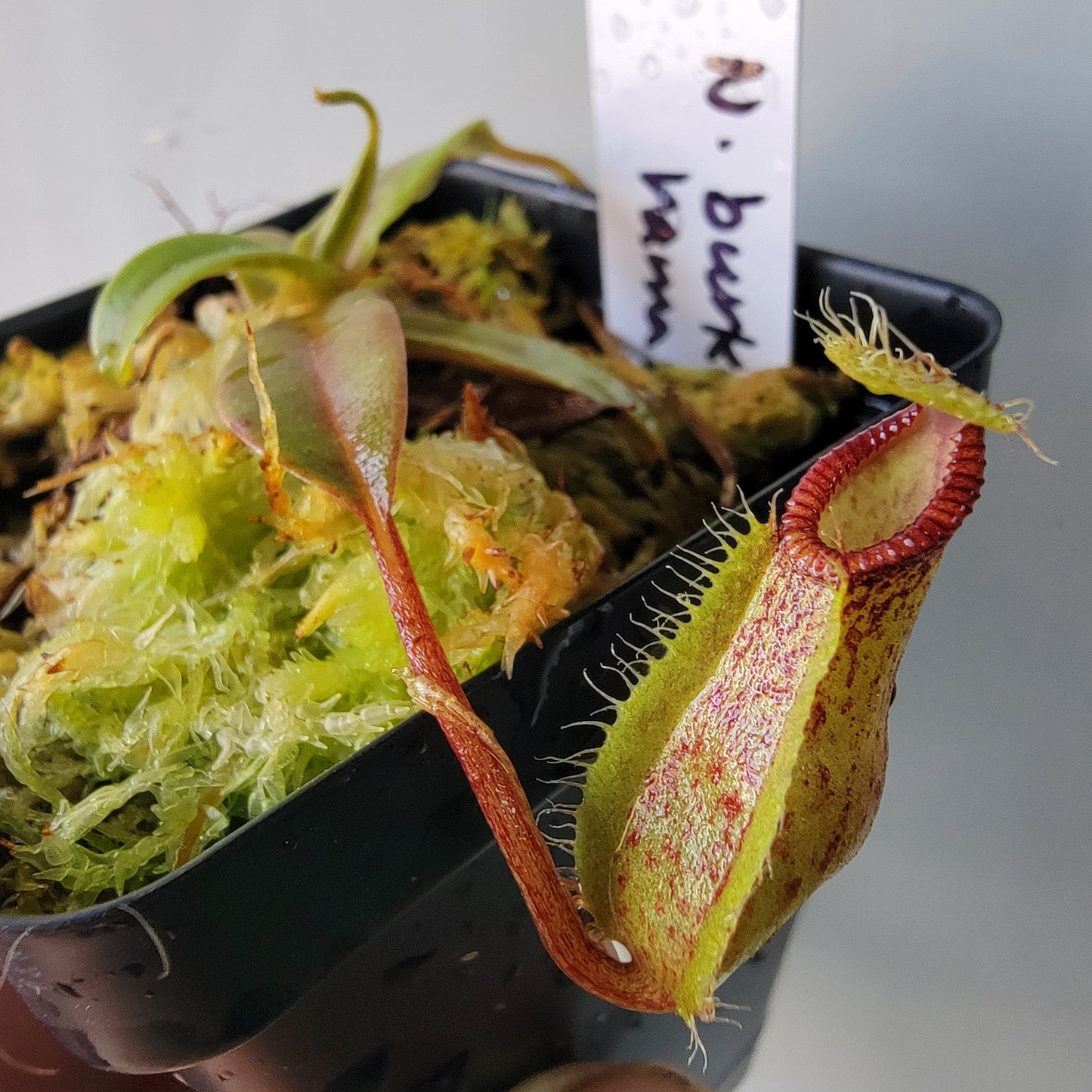 Nepenthes burkei x hamata BE